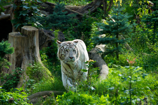 Bild: Weißer Tiger im Zoo Aschersleben.