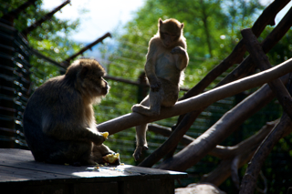 Bild: Affen im Zoo Aschersleben.