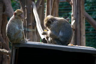 Bild: Affen im Zoo Aschersleben.