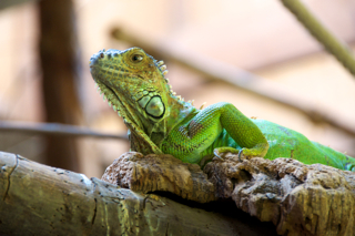 Bild: Reptilien im Kleinen Tropenhaus des Zoos von Aschersleben.