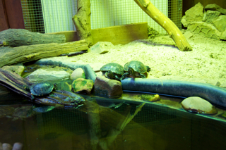 Bild: Reptilien im Kleinen Tropenhaus des Zoos von Aschersleben.