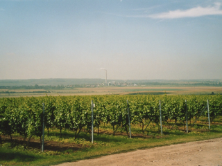 Bild: Blick auf die Weinberge. Im Hintergrund das Montanwachswerk Wansleben am See.