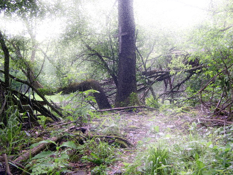 Bild: Die Wüstung Lichthagen bei Gorenzen ist heute überwaldet.