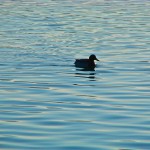 Bild: Im Wasser ist es wärmer als draußen - Wildente auf dem Concordiasee.