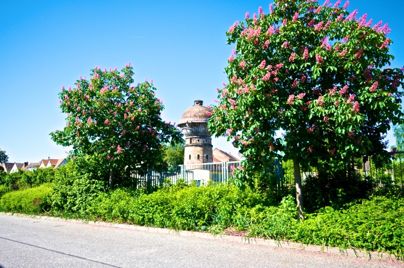 Aschersleben - Blühende Kastanien und rostiger Wasserturm