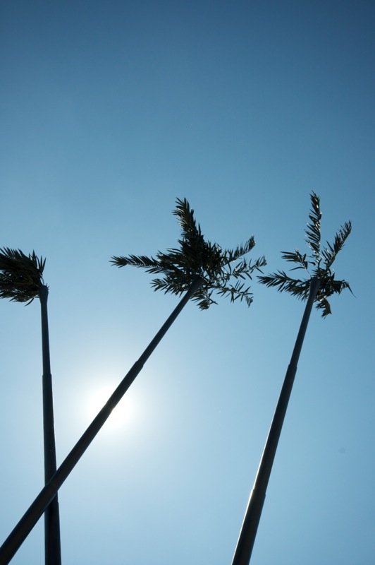 Aschersleben - die Palmen am Bahnhof im gleißenden Sonnenlicht
