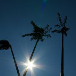 Aschersleben - die Palmen im gleißenden Sonnenlicht
