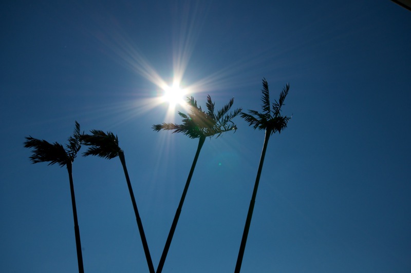 Aschersleben - die Palmen am Bahnhof im gleißenden Sonnenlicht