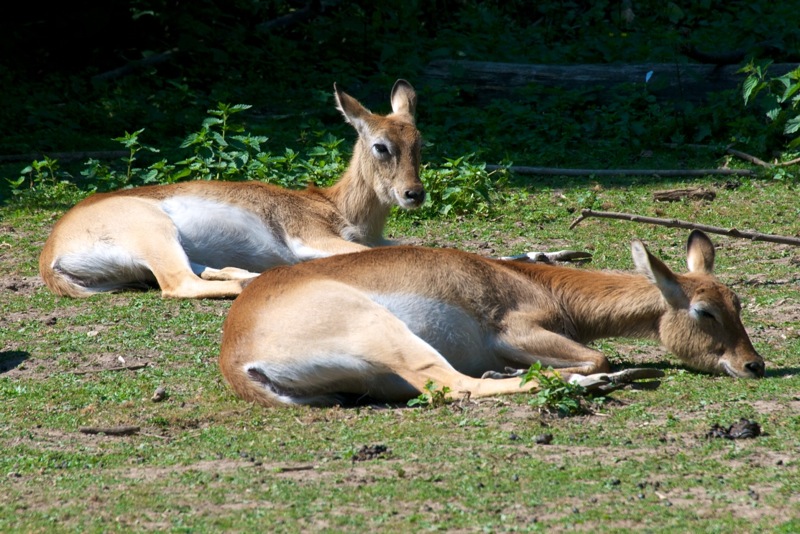 Bild: Litschi-Sumpfantilopen