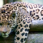 Bild: Jaguar im Zoo von Aschersleben.