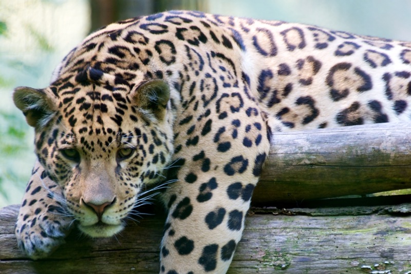 Bild: Jaguar im Zoo von Aschersleben.