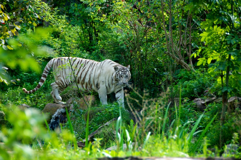 Bild: Weißer Tiger im Zoo von Aschersleben.