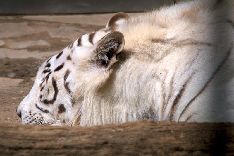 Bild: Weißer Tiger im Zoo von Aschersleben.