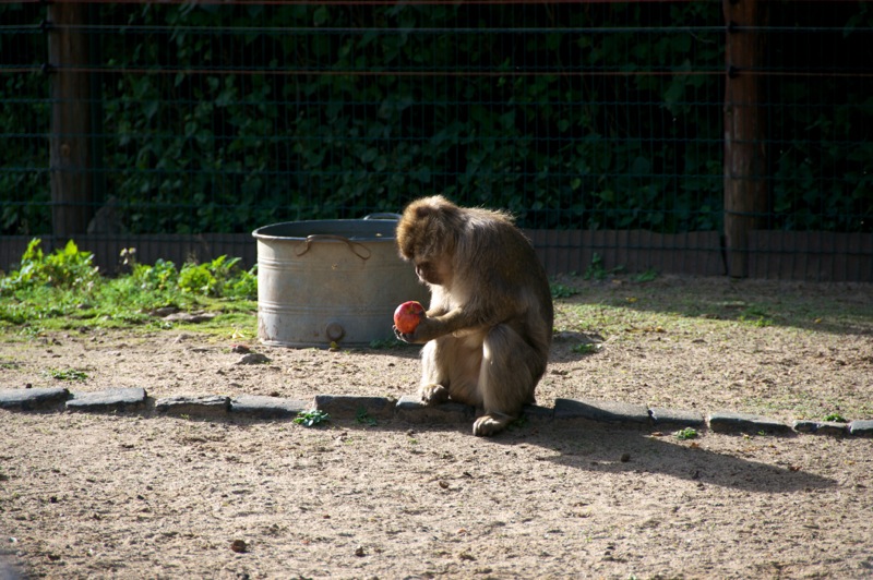Bild: Affen im Zoo von Aschersleben.