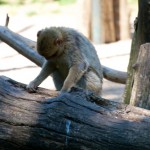 Bild: Affen im Zoo von Aschersleben.