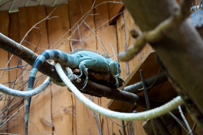 Bild: Reptliie im Zoo von Aschersleben.