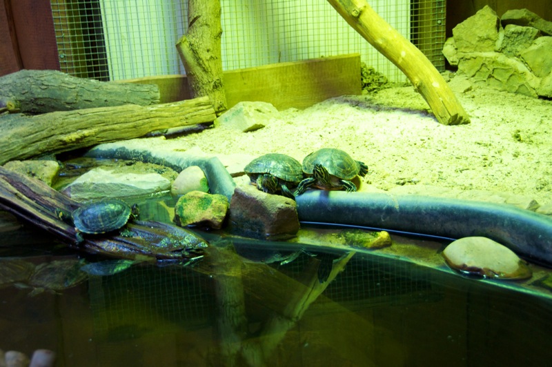 Bild: Reptliie im Zoo von Aschersleben.