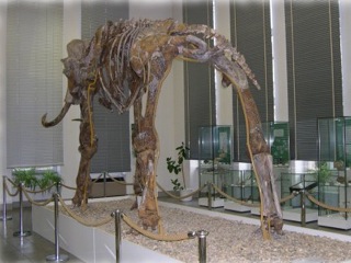 Bild: Das Altmammut (Mammuthus trogentherii) von Sangerhausen im Spengler-Museum Sangerhausen.