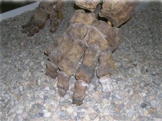 Bild: Das Altmammut (Mammuthus trogentherii) von Sangerhausen im Spengler-Museum Sangerhausen.