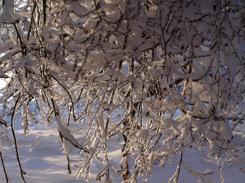 Bild: Winter auf der Rabenskuppe bei Mansfeld.