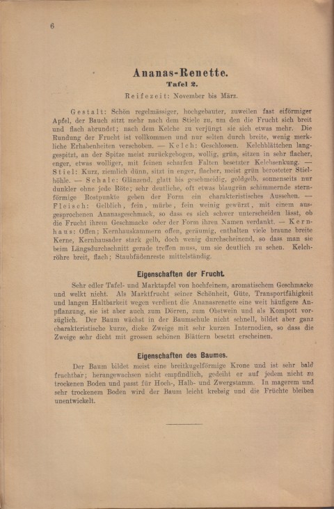 Bild: Beschreibung der Ananas Renette im Buch Unsere besten Deutschen Obstsorten Band I: Äpfel von 1923.