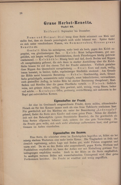 Bild: Beschreibung des Graue Herbstrenette im Buch Unsere besten Deutschen Obstsorten Band I: Äpfel von 1923.