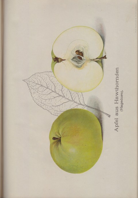 Bild: Bildtafel zum Apfel aus Hawthornden im Buch Unsere besten Deutschen Obstsorten Band I: Äpfel von 1923.