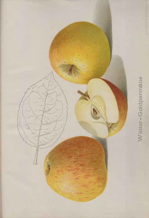 Bild: Bildtafel zum Apfel Winter-Goldparmäne im Buch Unsere besten Deutschen Obstsorten Band I: Äpfel von 1923.