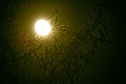 Bild: Mond, Lärche und Wildkirsche bei Nacht. Klicken Sie auf das Bild um es zu vergrößern.