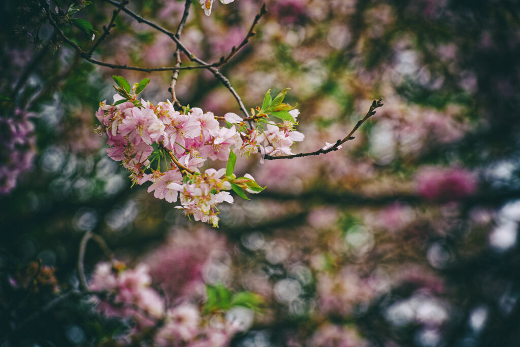 Bild: Kirschblüte an der Hettstedter Meile. Hettstedt im Landkreis Mansfeld-Südharz Ostern 2022. Klicken Sie auf das Bild um es zu vergrößern.